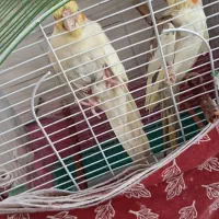 عروس هلندی