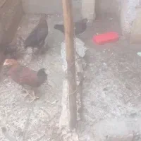 جوجه