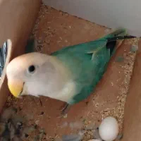 کوتوله ماده تخم گذار آواز خوان