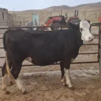 گاو