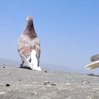 کفتر ساده کفتر صید پرشی کفتر رنگه سرخ پاک