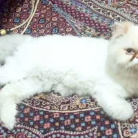 واگذاری پرشین اسیل