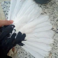 دم‌سفید نر ۱۴ دم بدون یه پر خطا