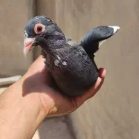 ماده سیاه پلنگ