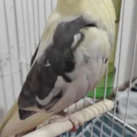 فروش عروس هلندی نر