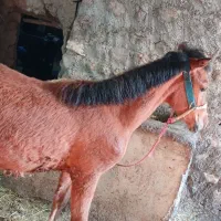 کره اسب مادیان