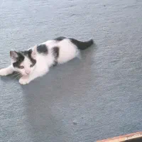 گربه