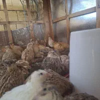 بلدرچین تخمگذار