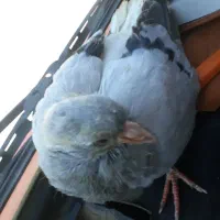 پرنده