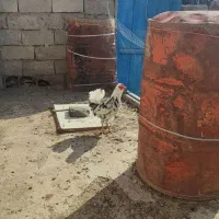 خروس گلین