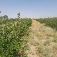 زمین زراعی