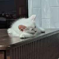 گربه