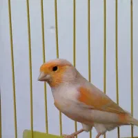 قناری|پرنده|دهگلان, |دیوار