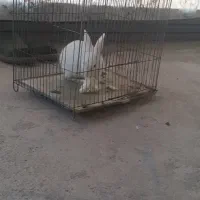 خرگوش سفید