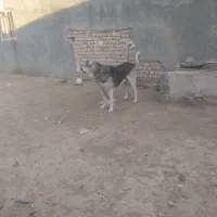 سگ خوب|سگ|همدان, |دیوار