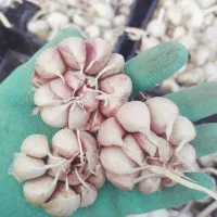 سیر یک دست