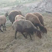 گوسفند پنج عدد جوان ومیان سال واسه قربانی ونگهداری