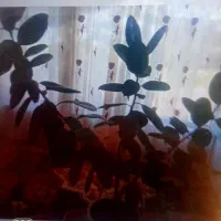 گل بسیار بزرگ
