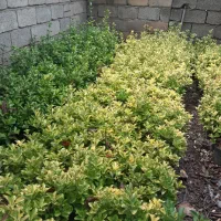 شمشاد طلایی