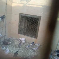 کفتر|پرنده|قنوات, |دیوار