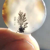 سنگ شجرقاین