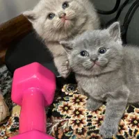 واگذاری گربه ی اسکاتیش نروماده
