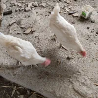 مرغ تخم گذار