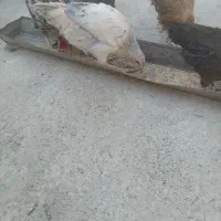 جوجه بومی