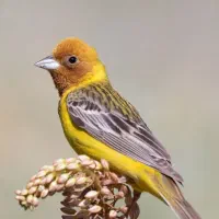 سهره