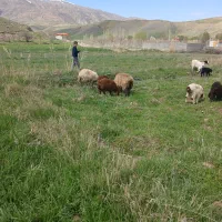 بره نره و ماده