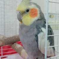 پرنده