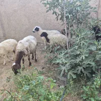 میش وبره|حیوانات مزرعه|گلپایگان, |دیوار