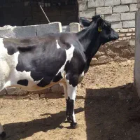 گوساله