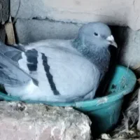 کبوتر