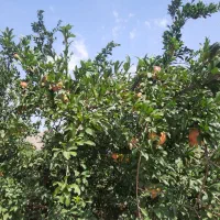 اجاره-باغ-سیب