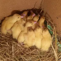 جوجه اردک اسراییلی