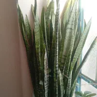 فروش گل سانسوریا پوست ماری