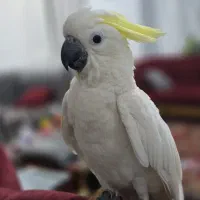 طوطی اکلکتوس کاکادو راهب خورشیدی لوری گرین چیک