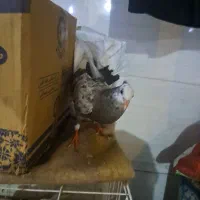 کبوتر