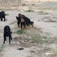 9راس بزغاله خوب خرج خور