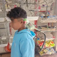 شاه طوطی نر رام چلوندنی