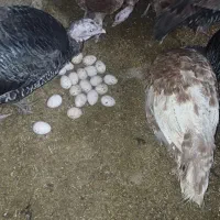 فروش  بوقلمون