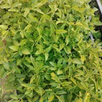 نشا گوجه کوردی