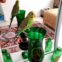 فروش مرغ عشق