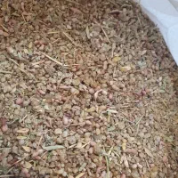 خریدار تخم خار شتر هستم