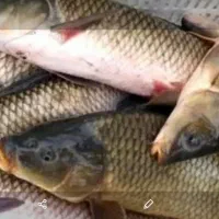 ماهی گرمابی