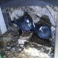 کفتر|پرنده|رفسنجان, |دیوار