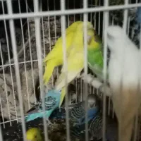 پرنده