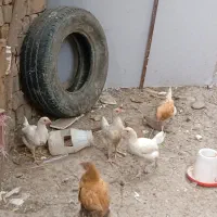 جوجه محلی کرچ شو