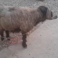 شوشتر شعیبیه روستای زویه ۲